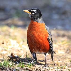 American Robin