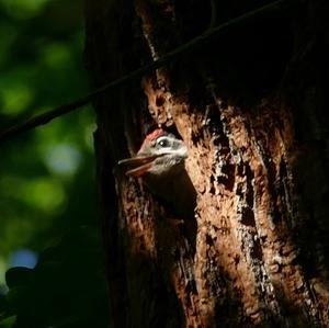 Great Spotted Woodpecker