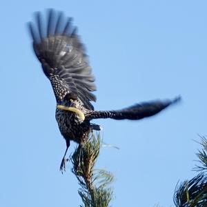 Spotted Nutcracker