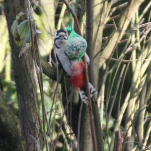 Great Spotted Woodpecker