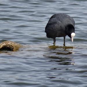 Common Coot