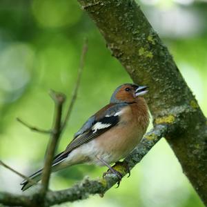 Eurasian Chaffinch