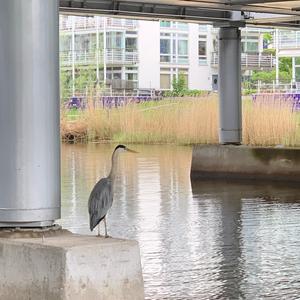 Grey Heron