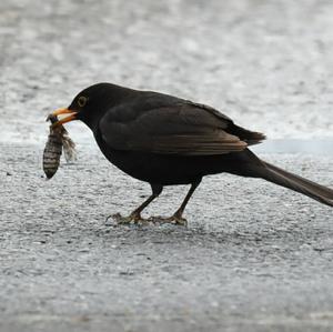 Eurasian Blackbird