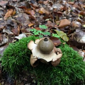 Collared Earthstar