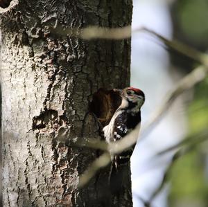 Lesser Spotted Woodpecker