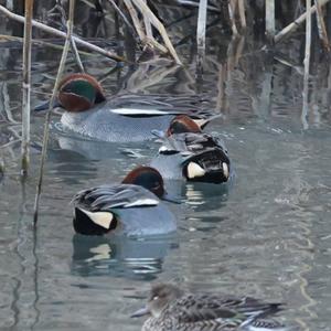 Common Teal