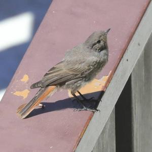Black Redstart