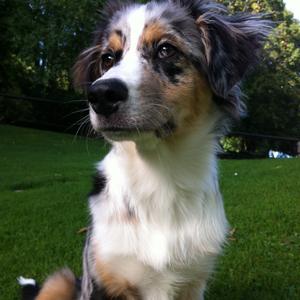 Australian Shepherd