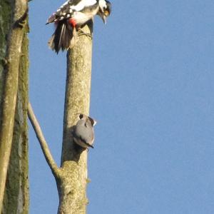 Wood Nuthatch