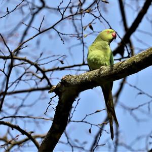 Rose-ringed Parakeet