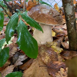 King Bolete