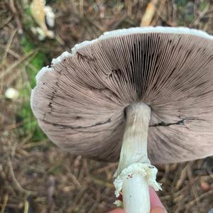 Scaly Wood Mushroom