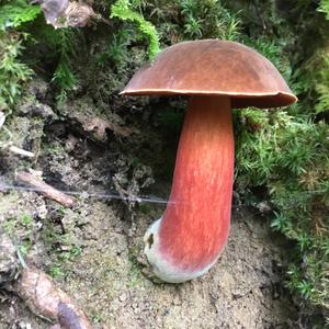 Dotted-stem Bolete