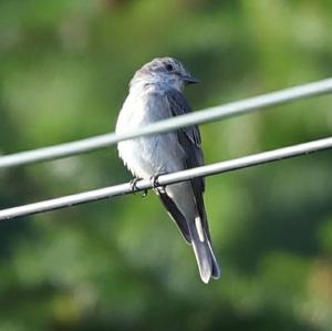 Spotted Flycatcher