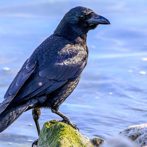 Carrion Crow