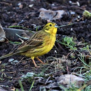 Yellowhammer