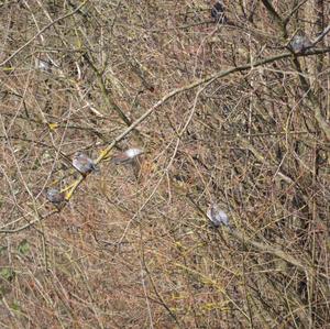 Fieldfare