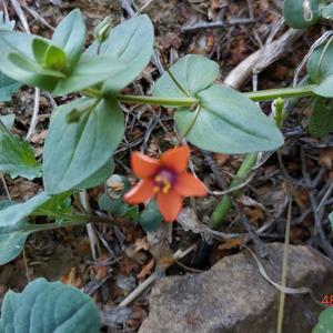 Scarlet Pimpernel