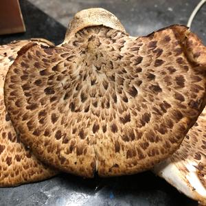 Dryad`s Saddle