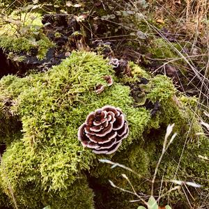 Turkey-tail