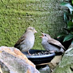 House Sparrow