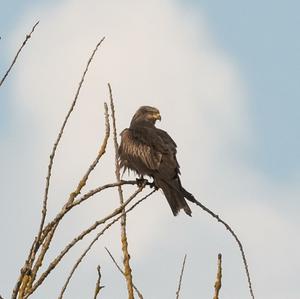 Mäusebussard