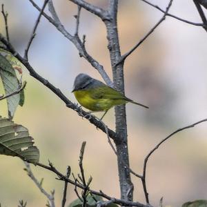 Grey-hooded Warbler