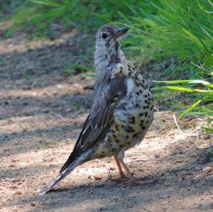 Mistle Thrush