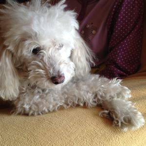 Poodle (Miniature)