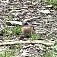 Eurasian Chaffinch