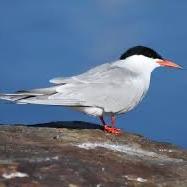 Common Tern