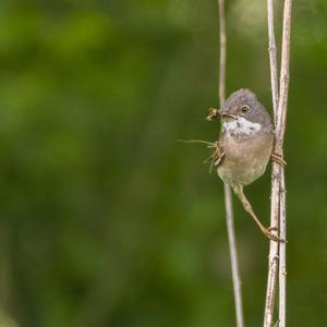 Common Whitethroat