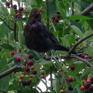 Eurasian Blackbird