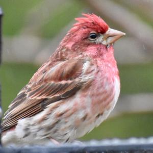 Purple Finch