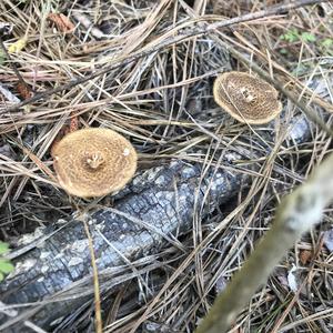 Winter Polypore