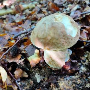 Summer Bolete