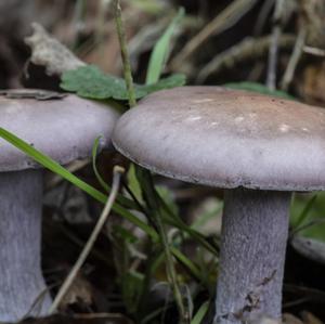 Wood Blewit