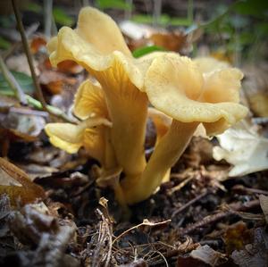 Chanterelle, Common