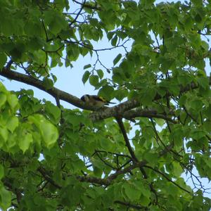 European Goldfinch