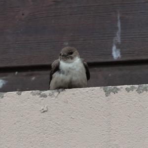 Eurasian Crag-martin