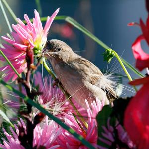 House Sparrow