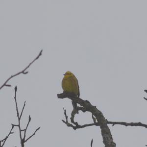 Yellowhammer