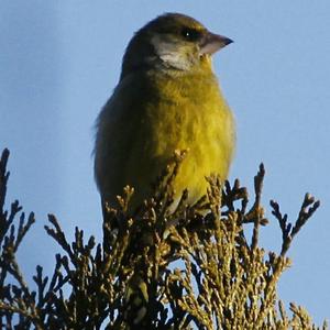 European Greenfinch