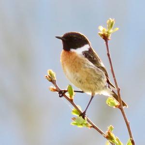 European stonechat