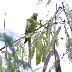 Rose-ringed Parakeet