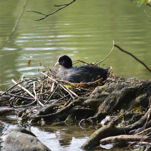 Bläßhuhn