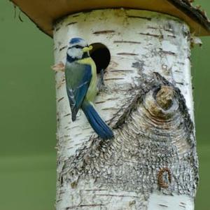 Blue Tit