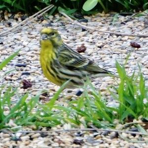 European Serin