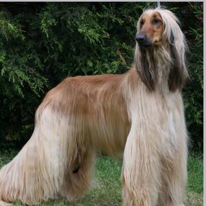 Afghanischer Windhund